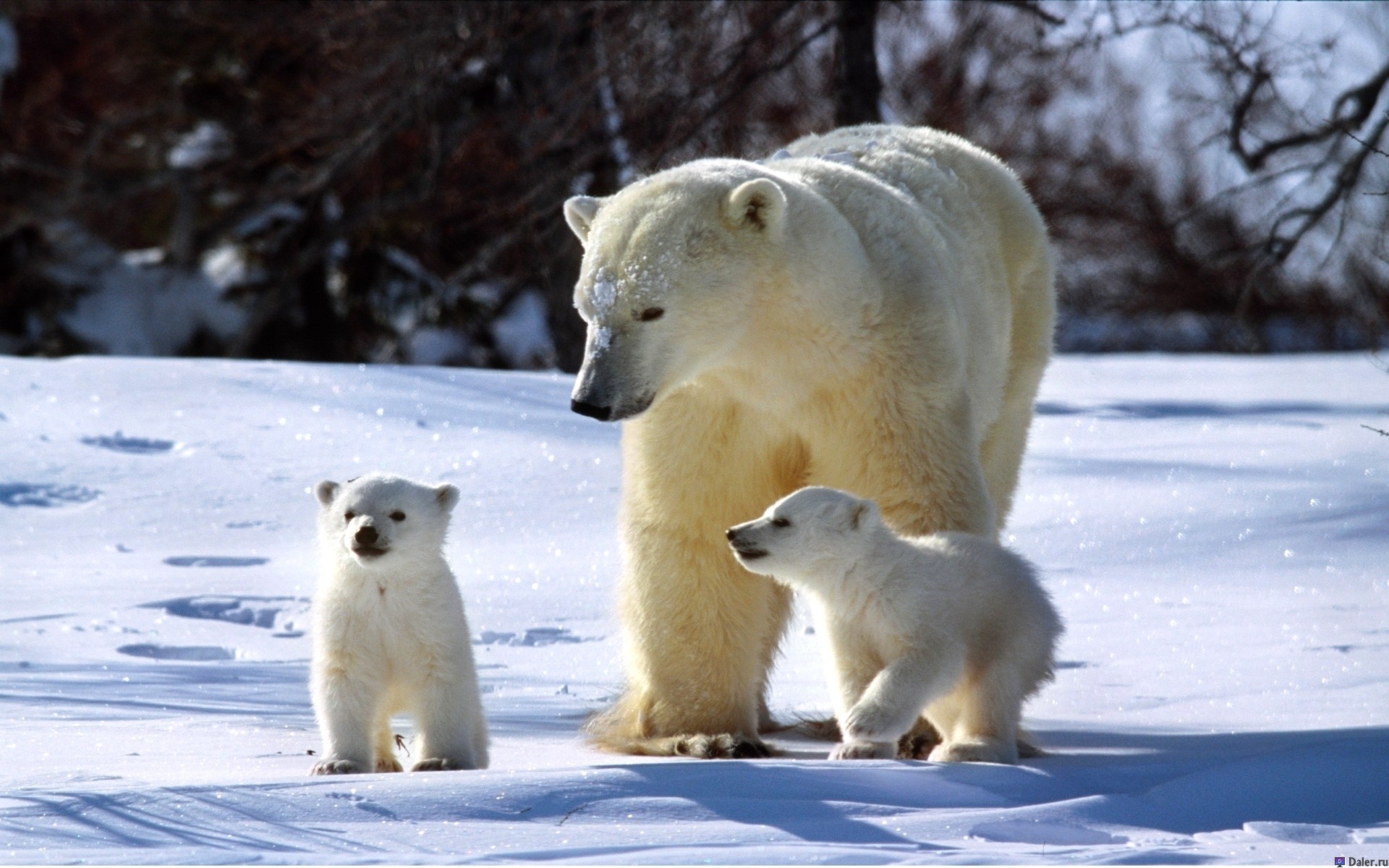 Экологи предупредили о возможном вымирании белых медведей к 2025 году