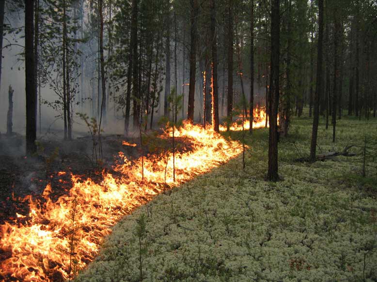 МЧС призывает жителей Азербайджана осторожней обращаться с огнем на природе