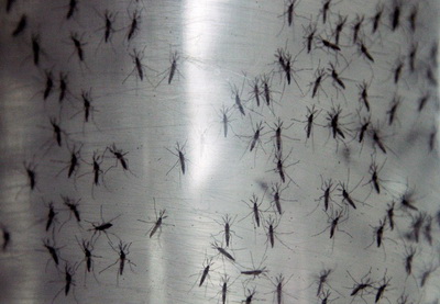 Вице-президент Google хочет выводить генно-модифицированных комаров в Alphabet
