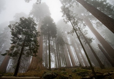 Ученые подсчитали число деревьев на Земле