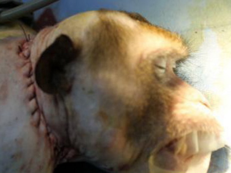 В китайской клинике успешно пересадили голову обезьяне – ВИДЕО
