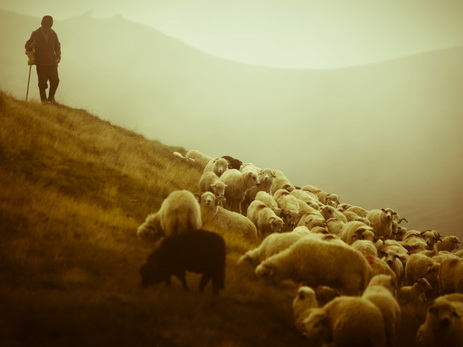 Минобороны АР внесло ясность в информацию армянских СМИ о гибели пастуха на оккупированных территориях