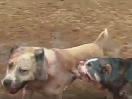 Прекратите это! Жестокое видео собачьих боев в Баку – ВИДЕО (18+)
