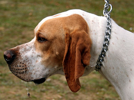 В США хозяйке вернули собаку, пропавшую 10 лет назад