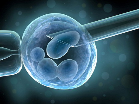 Ученые вырастили в лаборатории двухнедельный человеческий эмбрион