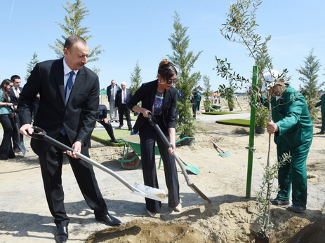 Президент Азербайджана принял участие в кампании по посадке деревьев - ФОТО