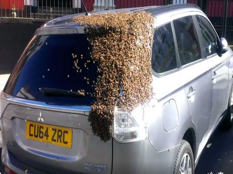 Тысячи пчел атаковывали автомобиль из-за застрявшей в багажнике матки - ВИДЕО