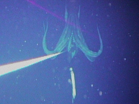 Ученые: в глубинах океана могут жить кальмары размером с автобус