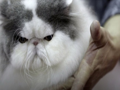 В Саудовской Аравии запретили селфи с котиками
