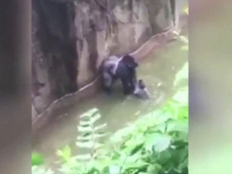 Американцы требуют наказать родителей ребенка из-за гибели гориллы – ФОТО - ВИДЕО