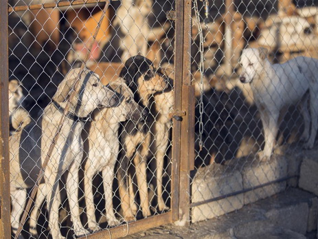 Приюту бездомных собак в поселке Бакиханова срочно требуется помощь – ФОТО