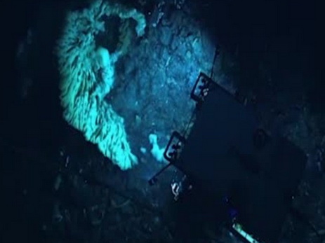 На Гавайях учёные обнаружили морскую губку размером с минивэн