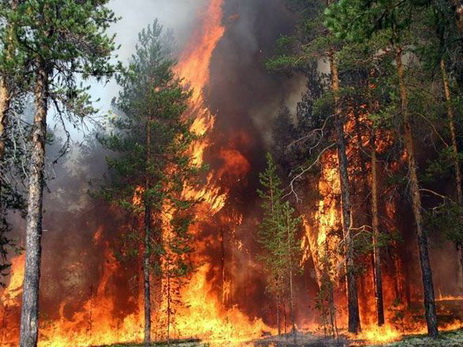 В Азербайджане произошел пожар, сгорело 180 эльдарских сосен