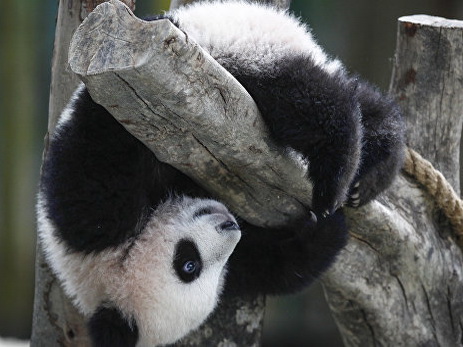 В Китае родился второй в 2016 году детеныш панды