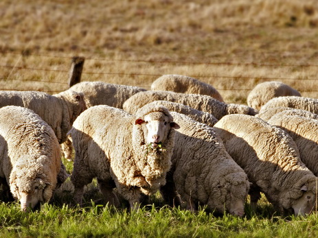 Овцеводство: реалии и перспективы