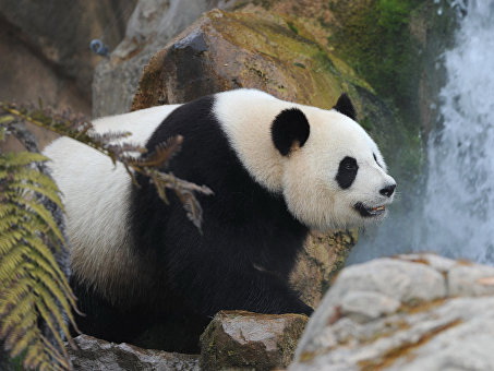 В китайском Макао панда родила двойню