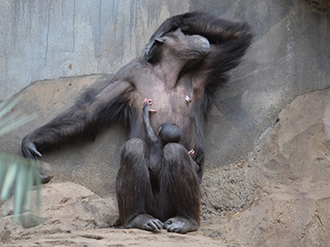 Шимпанзе признали опасными для человека