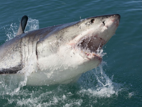 На Багамах акула укусила за лицо и ногу дантиста из Техаса - ФОТО