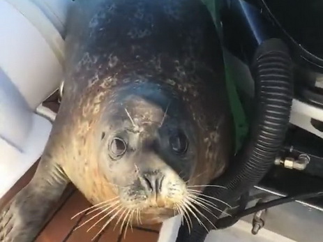 Тюлень забрался на борт туристической лодки, спасаясь от 12 китов – ФОТО – ВИДЕО