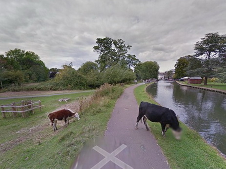 Google Street View отцензурировал голову коровы