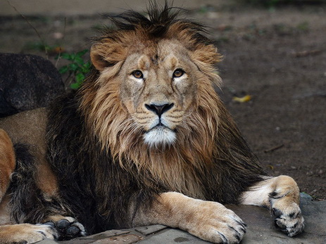В Германии застрелили сбежавшего из зоопарка льва