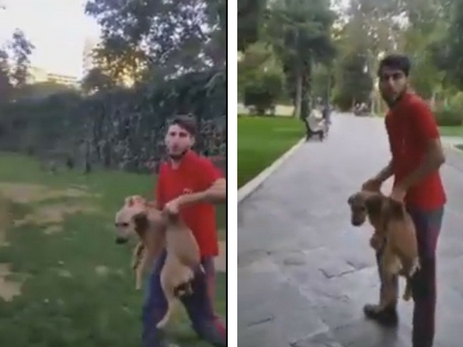 Продолжение истории о «сатанисте» из парка офицеров в Баку, который издевался над собакой - ФОТО