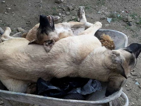 Трагедия одного приюта для собак в Баку: что стояло за видео с мертвыми животными? - ФОТО