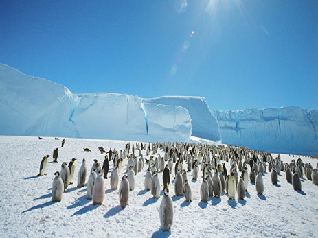 В Антарктике создадут крупнейший в мире морской заповедник