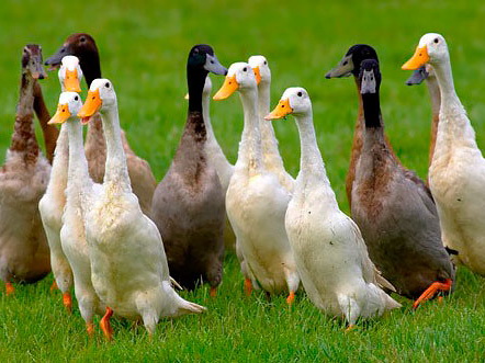 Из-за угрозы птичьего гриппа в Нидерландах уничтожено практически 200 тыс. уток