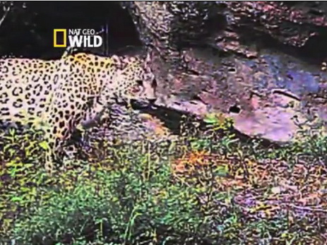 Nat Geo Wild доказал обитание в Азербайджане редкого переднеазиатского леопарда – ФОТО – ВИДЕО