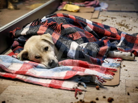 Обыкновенная человечность. Торговый центр в Стамбуле стал прибежищем для бездомных животных - ФОТО