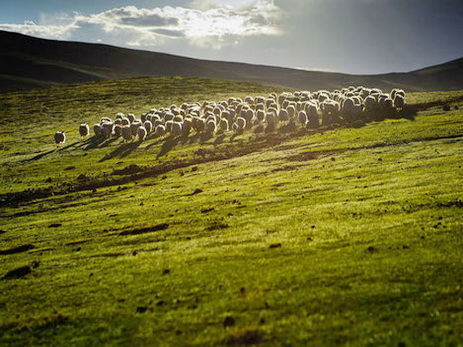 Азербайджанский предприниматель наладил экспорт овечьей шерсти из Грузии в Великобританию