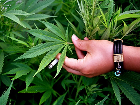 Парламент Нидерландов разрешил выращивать марихуану