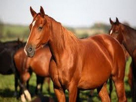 Qarabağ atı cinsinin inkişafına 2 milyon manat ayrılıb