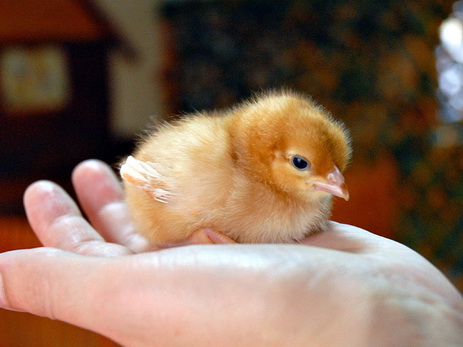 «Яйцо или курица» - ученые разгадали популярную дилемму