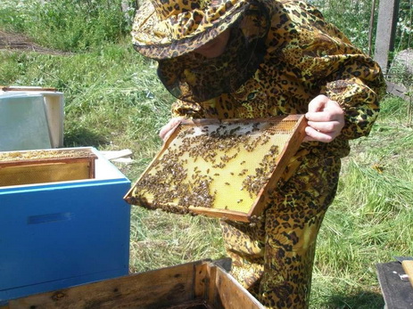 В Азербайджане пчелы помогли задержать своего похитителя, зажалив его до аллергии