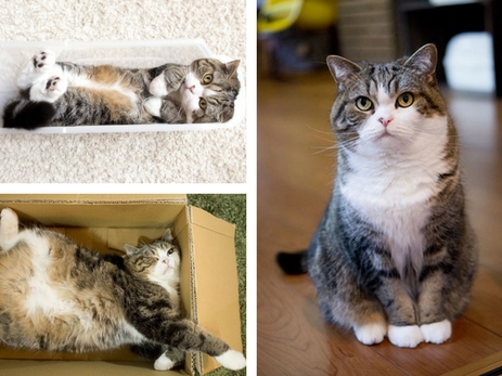 Самый популярный кот в мире покорил судей Книги рекордов Гиннеса – ФОТО – ВИДЕО