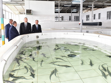 Президент Ильхам Алиев принял участие в открытии Варваринского рыбоводного предприятия - ФОТО