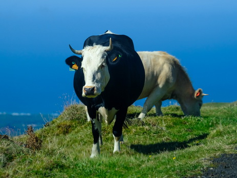 В США 32 коровы погибли от удара молнии