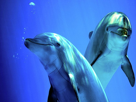 В Одессе выбросило на берег десятки мертвых дельфинов - ФОТО