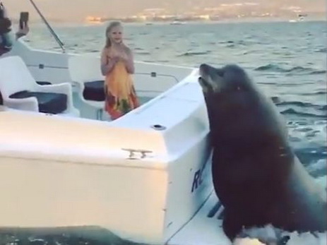 Огромный тюлень забрался на движущуюся моторную лодку, чтобы получить рыбу - ВИДЕО