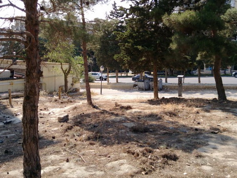 В Баку массово вырубили деревья, Минэкологии обратилось в полицию - ФОТО