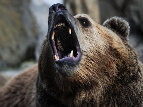 В Колорадо медведь напал на спящего американца и пытался его утащить - ФОТО