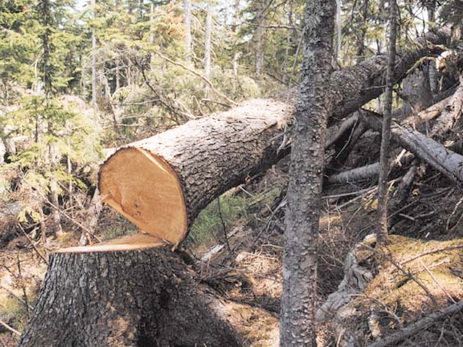 В Азербайджане выявлен очередной случай незаконной вырубки деревьев