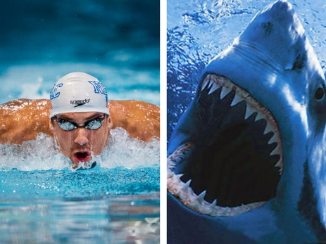 Майкл Фелпс против белой акулы: кто оказался быстрее? - ВИДЕО
