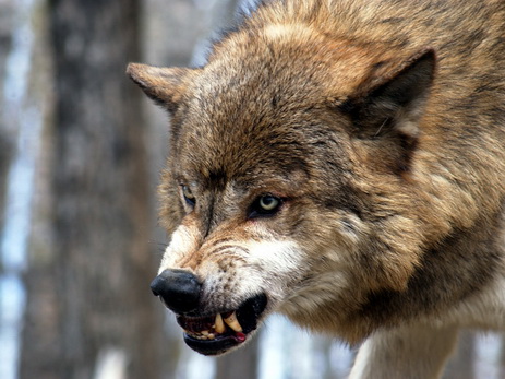 В Азербайджане на женщину напал волк