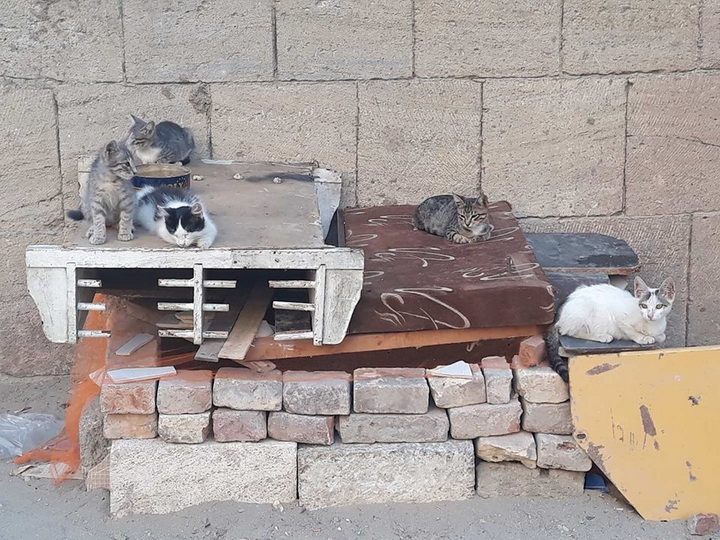 Простые проявления доброты: мальчик в Баку построил укрытие для уличных кошек – ФОТО