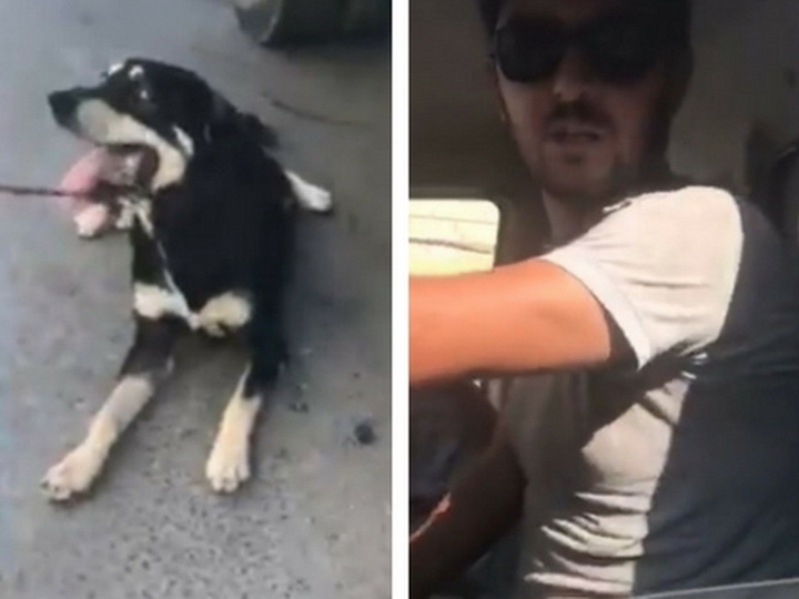 Наказаны живодеры, тащившие собаку волоком за машиной в Баку – ВИДЕО