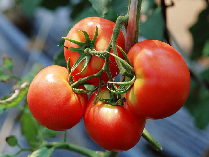 Турция пригрозила ответными мерами на запрет ввоза томатов в РФ
