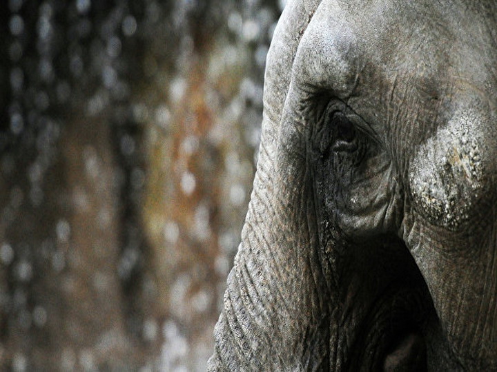 Индийский охотник убил слона, раздавившего 15 человек